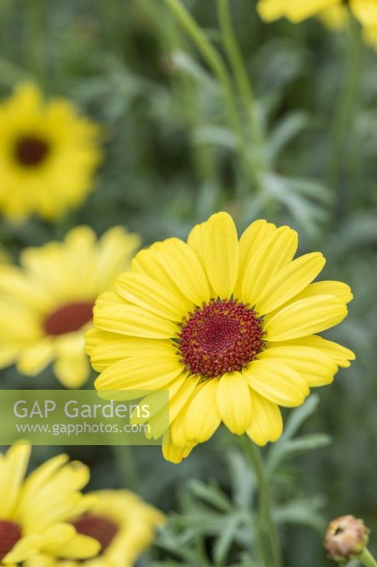 Argyranthemum 'Grandaisy Bright Yellow'
