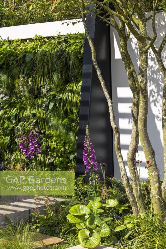 A vertical garden in a modern garden planted with Carex oshimensis 'Intense Green', Heuchera 'Green Spice', Blechnum spicant and Hosta 'Purple Heart'. Against the white wall grows Carpinus betulus 