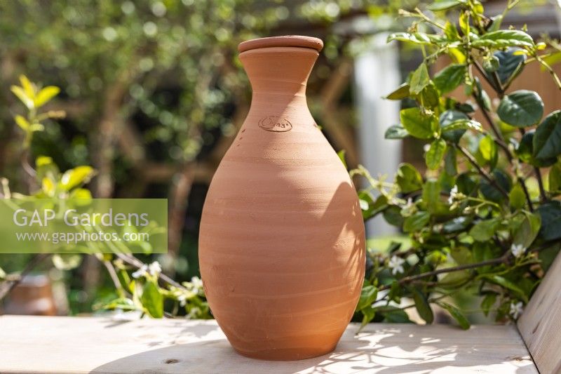 An olla - terracotta pot used as an ancient method of drip irrigation for container gardening or ground applications 