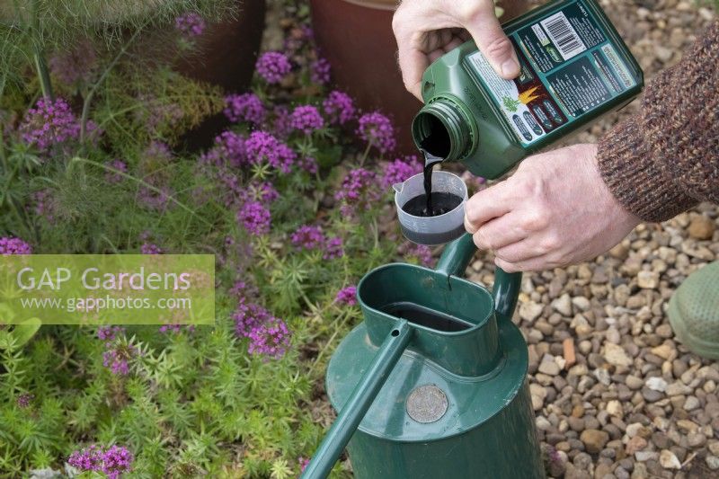 Pouring organic liquid seaweed feed into a watering can