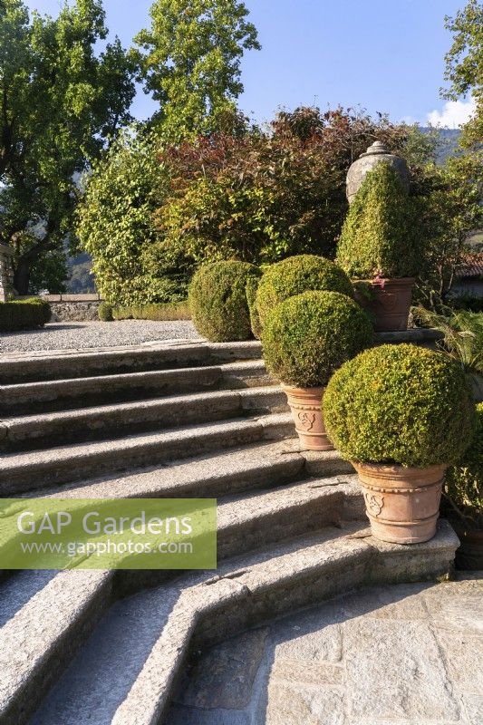 The Italian-style formal baroque Garden Isola Bella with wide staircase decorated by potted trimmed Boxwood.


