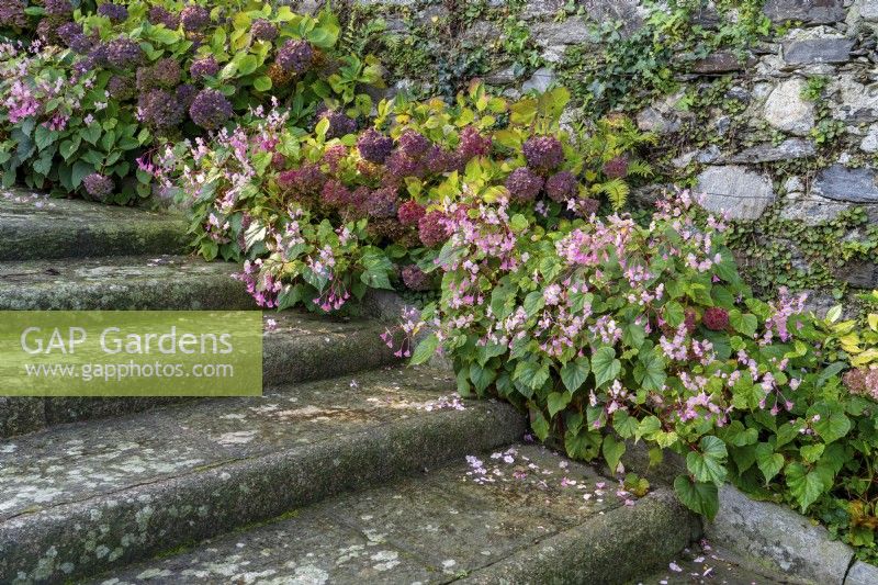 Mass planting of Begonia flowers mixed with Hydrangea bushes against the stoned wall along a stairway at the Italian-style formal baroque Garden Isola Bella.

