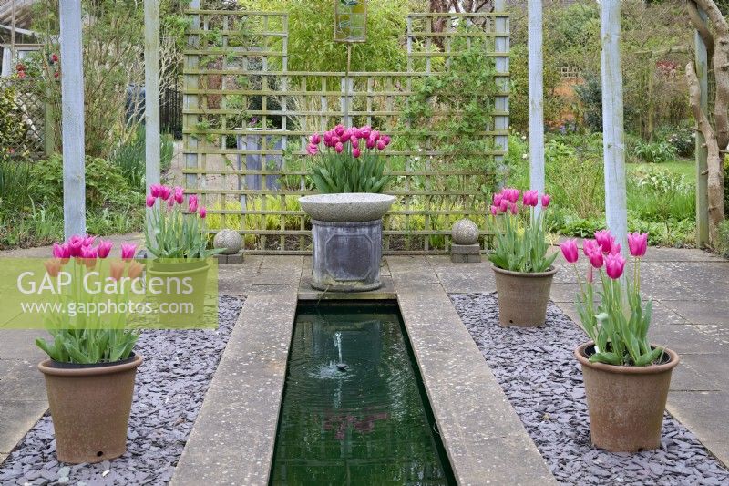 Either side of the rill is Tulipa 'Lilyrosa' in plastic pots inside terracotta pots.  At the end of the rill behind a granite bowl water feature is Tulipa 'Louvre'.