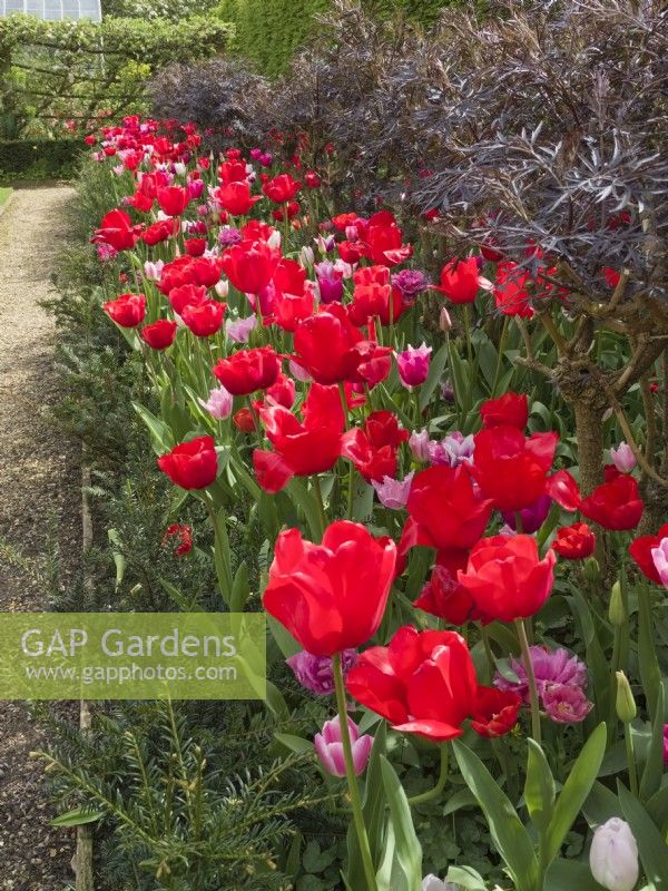 Tulips in beds with Sambucus nigra 'Black Lace' at Old Vicarage Gardens, East Ruston