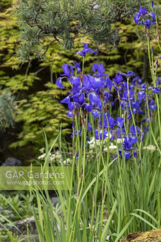 Iris sibirica 'Tropic Night' - Siberian iris - May