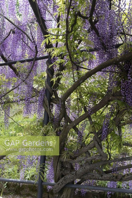 A wisteria in full flower growing around supports on an arbour. 