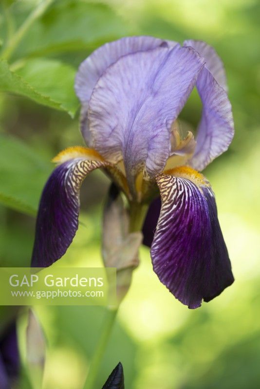 Bearded Iris 'Ambassadeur' in May