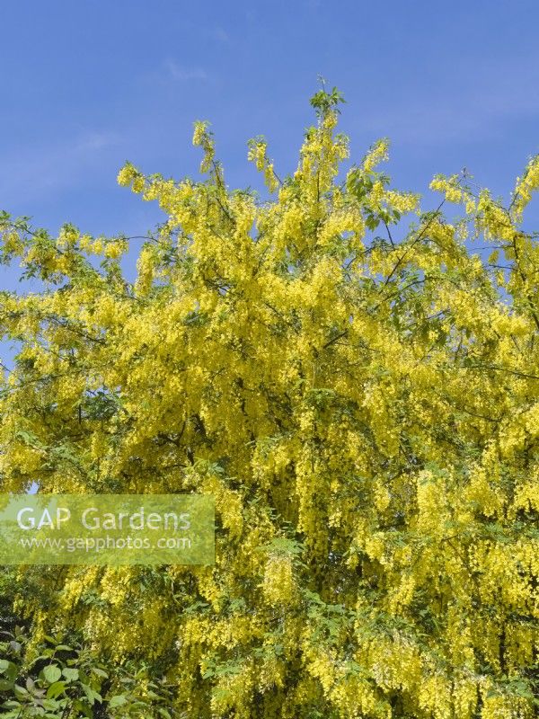 Laburnum anagyroides -Laburnum tree