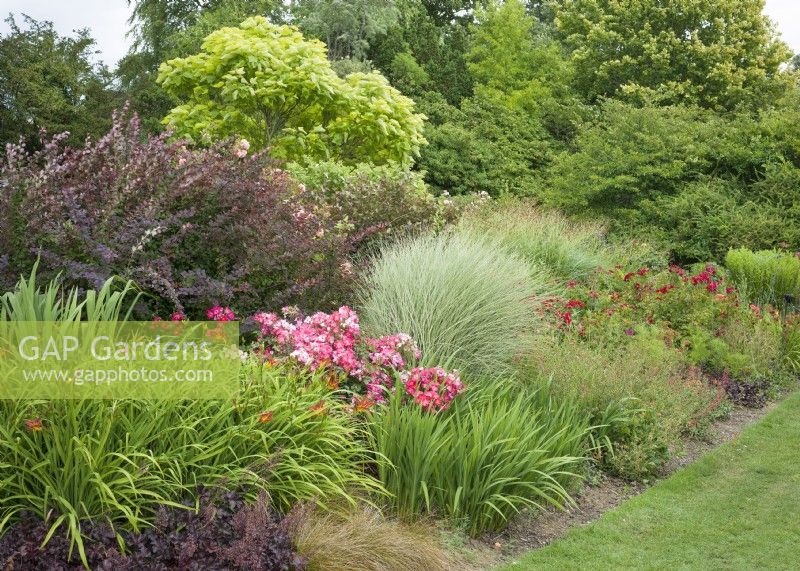 Mixed border with plants including Catalpa bignonioides, Berberis thunbergii, silver-leaved Miscanthus, pink shrub rose, Hemerocallis and other perennials, summer July 