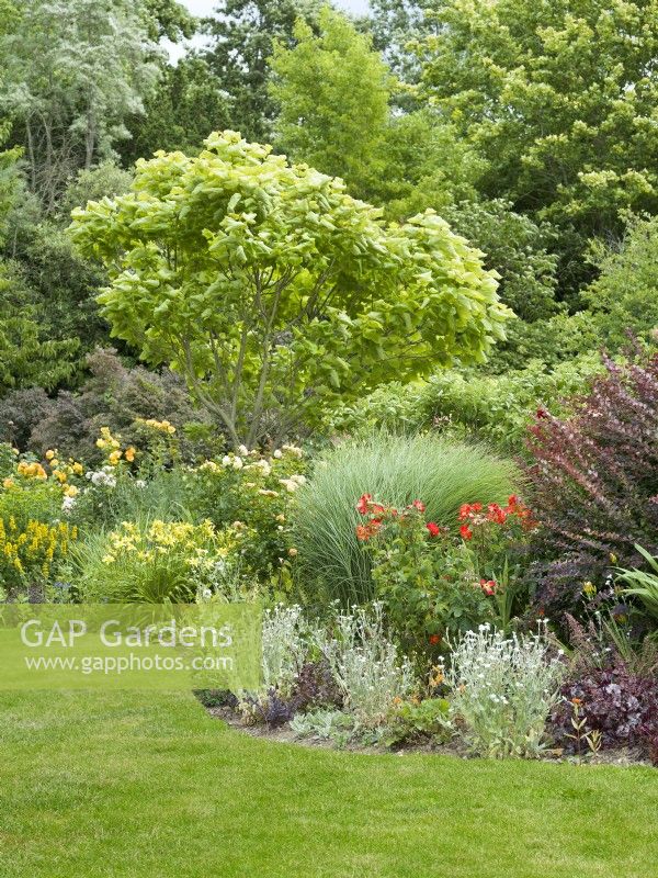 A mixed border with roses and flowering perennials, such as Hemerocallis and silver-leaved Lychnis coronaria. Shrubs include purple-leaved Berberis and the tree Catalpa bignonioides add height, summer July