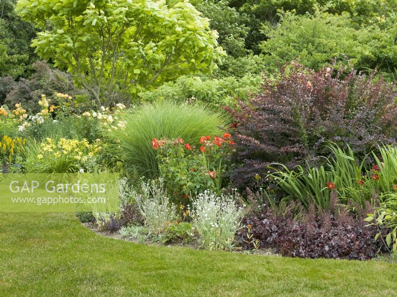 A mixed border with roses and flowering perennials, such as Hemerocallis and silver-leaved Lychnis coronaria. Shrubs include purple-leaved Berberis and the tree Catalpa bignonioides add height, summer July