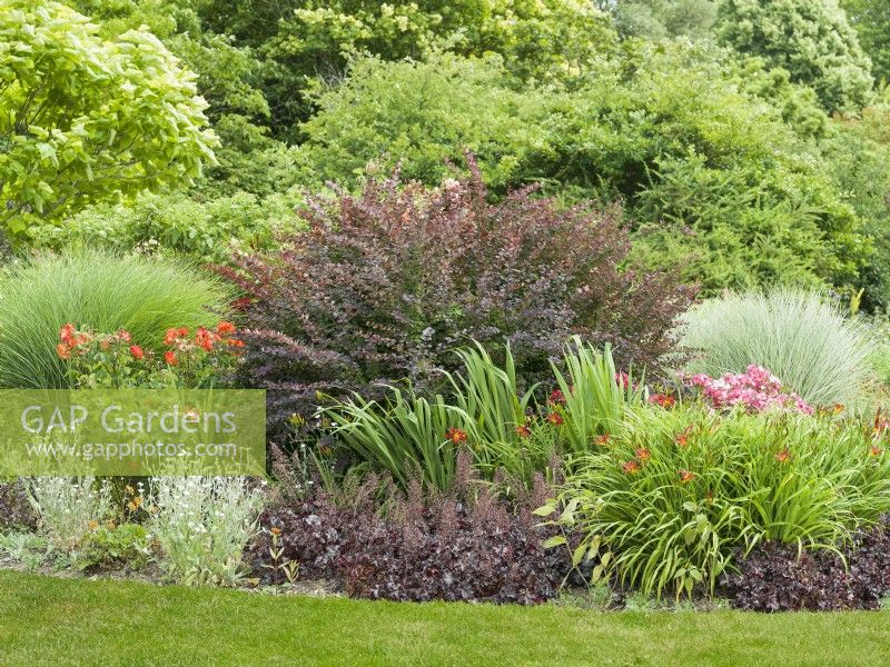 A mixed border with roses and flowering perennials, such as purple-leaved Heuchera, Hemerocallis and silver-leaved Lychnis coronaria. Shrubs include purple-leaved Berberis and various ornamental grasses, summer July