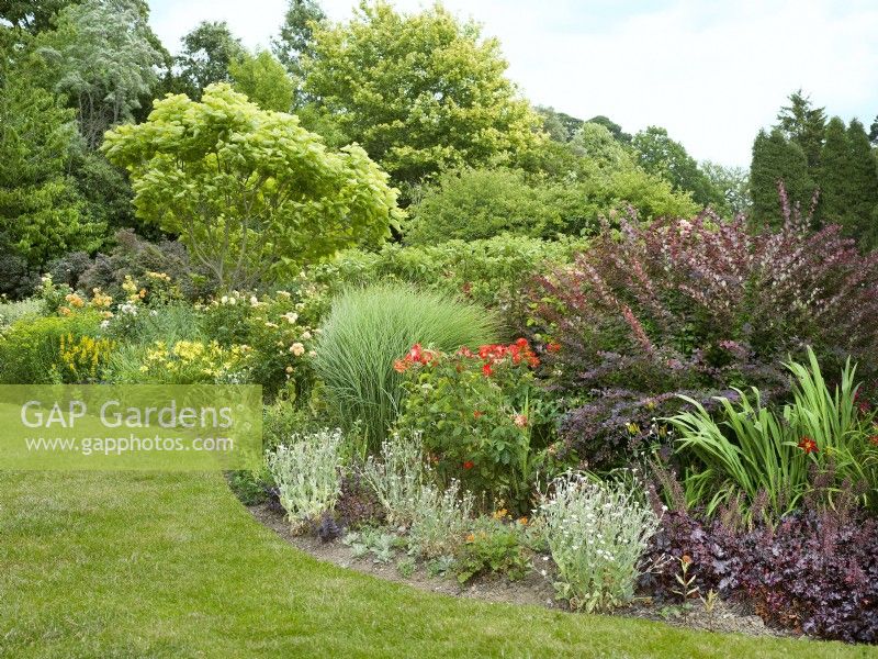 A mixed border with trees, shrubs and perennials in amongst roses. Purple-leaved Heuchera and silver-leaved Lychnis coronaria edge the border with purple Berberis and yellow-green Catalpa bignonioides provide foliage interest at the back of the bed, summer July