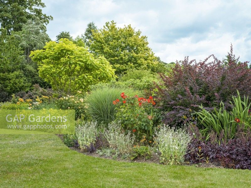 A mixed border with trees, shrubs and perennials in amongst roses. Purple-leaved Heuchera and silver-leaved Lychnis coronaria edge the border with purple Berberis and yellow-green Catalpa bignonioides provide foliage interest at the back of the bed, summer July
