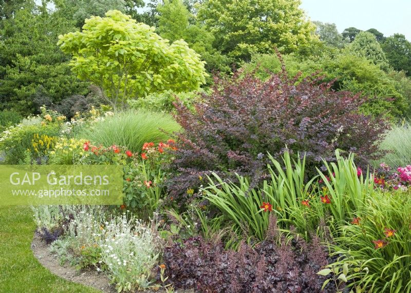 A mixed border with trees, shrubs and perennials in amongst roses. Purple-leaved Heuchera and silver-leaved Lychnis coronaria edge the border with purple Berberis and yellow-green Catalpa bignonioides provide foliage interest at the back of the bed, summer July