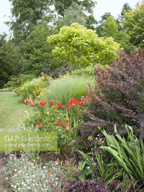 View along a mixed border with Berberis and silver-leaved Lychnis in foreground with red-orange rose and ornamental grass beyond, summer July