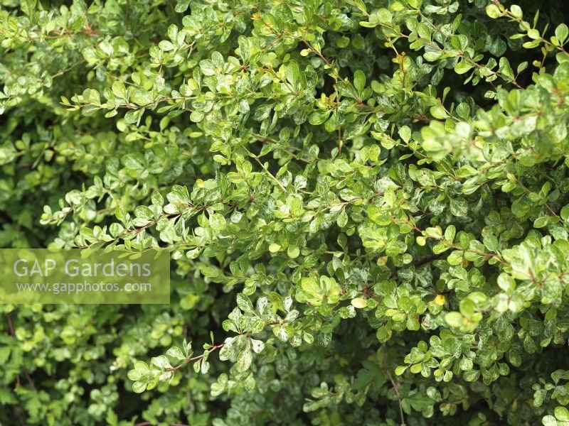 Berberis thunbergii, spring May