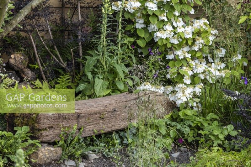 A piece of reclaimed timber forms a seat with Viburnum plicatum var. tomentosum 'Cascade' ferns and digitalis - 'Flood Re: The Flood Resilient Garden' - designers Naomi Slade and Ed Barsley - RHS Chelsea Flower Show 2024