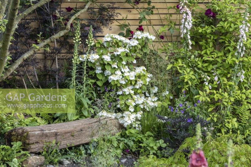 A piece of reclaimed timber forms a seat with Viburnum plicatum var. tomentosum 'Cascade', ferns and digitalis - 'Flood Re: The Flood Resilient Garden' - designers Naomi Slade and Ed Barsley - RHS Chelsea Flower Show 2024