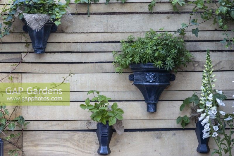 Blue glazed wall containers on a salvaged timber fence are planted with strawberries, sweet woodruff and ivy - 'Flood Re: The Flood Resilient Garden - designers Naomi Slade and Ed Barsley - RHS Chelsea Flower Show 2024