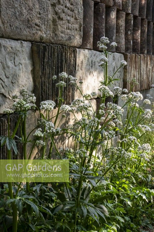 Valeriana officinalis growing by a a brick, slate and tile wall on the Muscular Dystrophy UK - Forest Bathing Garden - Designer: Ula Maria Sponsor: Project Giving Back