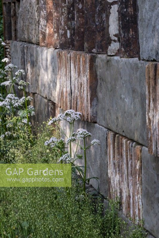 Valeriana officinalis and Briza media growing by  a brick, slate and tile wall on the Muscular Dystrophy UK - Forest Bathing Garden - Designer: Ula Maria Sponsor: Project Giving Back