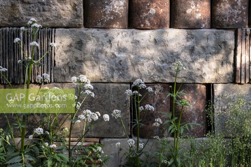 Valeriana officinalis and Briza media growing by  a stone, slate and tile wall on the Muscular Dystrophy UK - Forest Bathing Garden - Designer: Ula Maria Sponsor: Project Giving Back