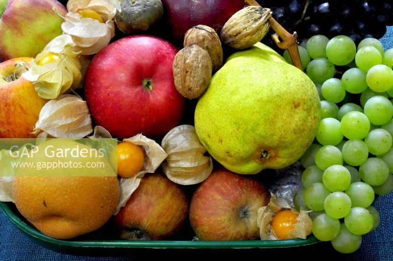 Display of colorful freshly picked fruits: Apples, quince, grapes, Physalis peruviana and walnuts, October
