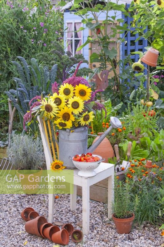 A bunch of sunflowers in a watering can and a colander with picked tomatoes on display on a chair.