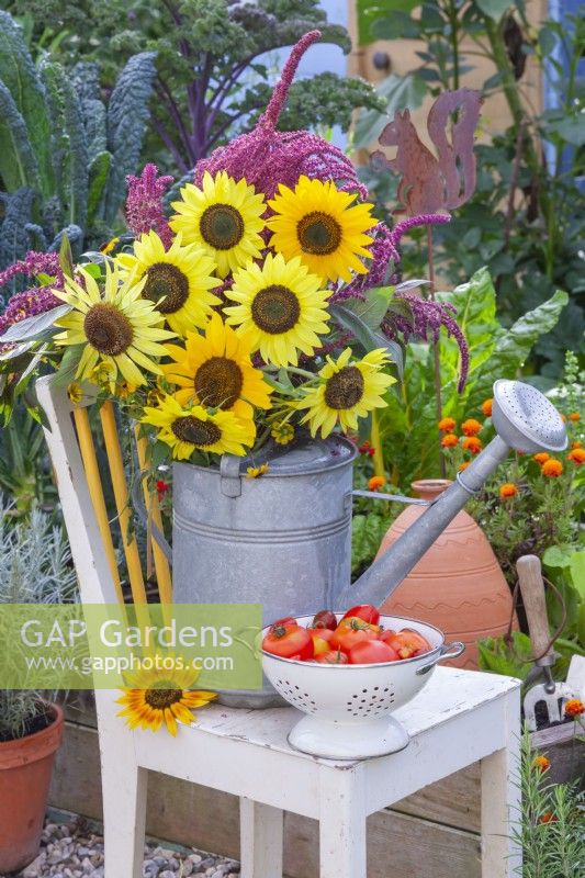 A bunch of sunflowers in a watering can and a colander with picked tomatoes on display on a chair.