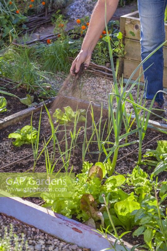 Spreading organic fertilizer over a bed of vegetables including leeks and lettuce.