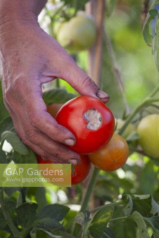 Picking of tomato fruit damaged due to lack of nutrients such as calcium and others.