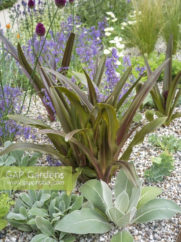 Eucomis comosa Sparkling Burgundy with grey rosettes of Stachys and blue flowers of Nepeta, autumn September