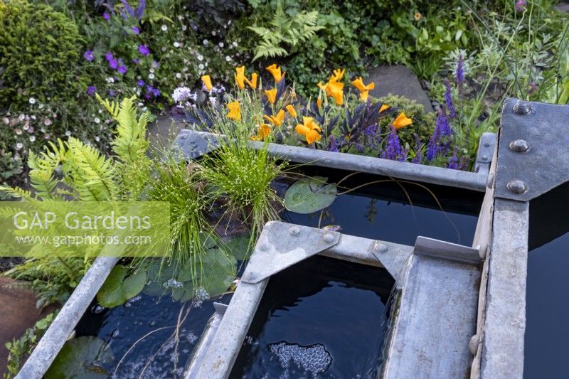 A series of interlinked water troughs surrounded by Fern Blechnum spicant, Tulbaghia violacea, Salvia nemoriosa 'Lubecca' and  Eschscholzia californica on The Flood Resilient Garden: Designed by Naomi Slade   and  Ed Barsley, Sponsor: Flood Re