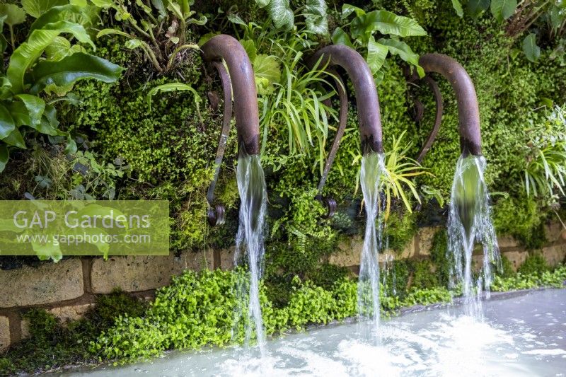 A wall of Soleirolia soleirolii with three metal water pipes that flow into a pool on  The Ecotherapy Garden: Designed by Tom Bannister