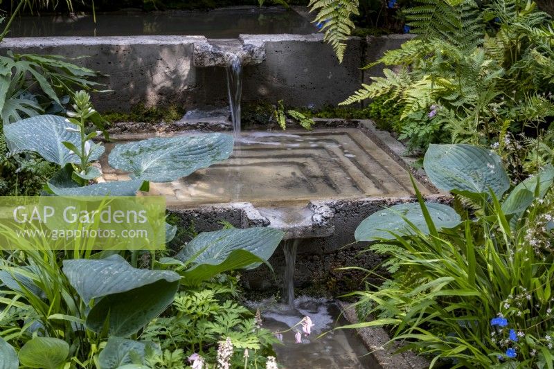 Hosta 'Big Blue' growing by the water feature, a series of pools and a rill on The Ecotherapy Garden: Designed by Tom Bannister