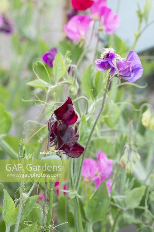 Lathyrus odoratus 'Windsor' and Papaver somniferum seedpod - Sweet peas and Opium poppy pod