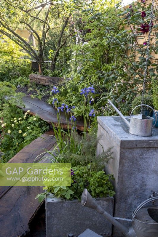 A galvanized planter used to grow herbs: Mentha cervina, Fragaria vesca and fennel with Iris sibirica 'Blue King' growing by the wooden walkway in the The Flood Resilient Garden: Designed by Naomi Slade   and  Ed Barsley, Sponsor: Flood Re