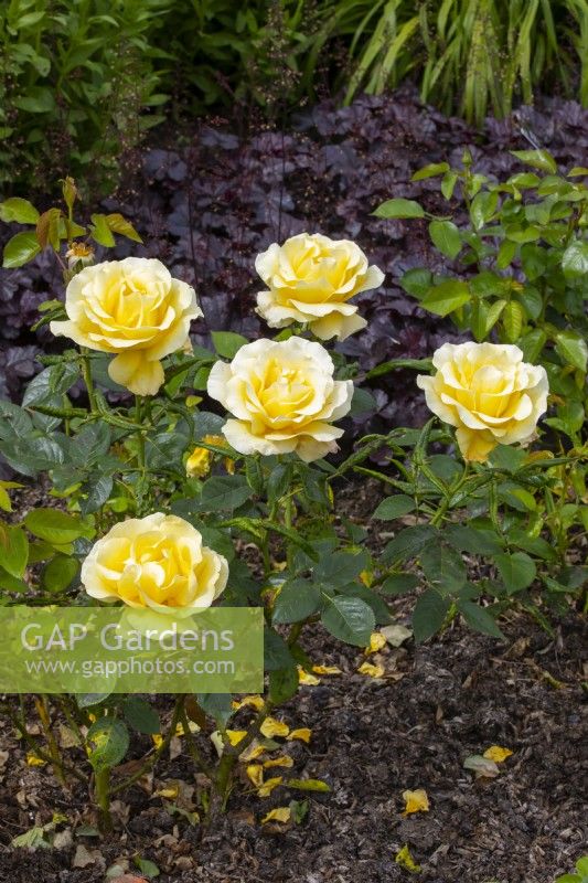 Rosa Rose Glorious 'Interictira'