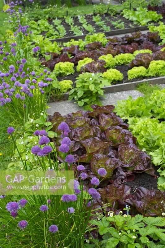 Summer salad vegetable plot with various lettuce varieties, chives and strawberries.