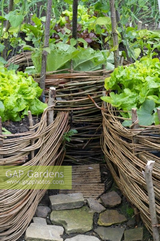 Keyhole Garden with central composting section, constructed form wicker, planted with salad crops including beetroot , courgettes and low beans.