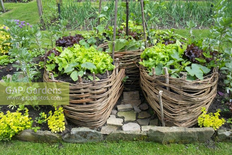Keyhole Garden with central composting section, constructed form wicker, planted with salad crops including beetroot , courgettes and low beans.