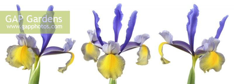 Iris  'Miss Saigon'  Dutch iris  Composite picture  May

