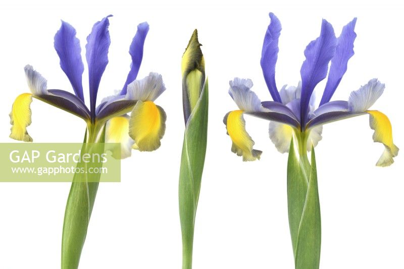 Iris  'Miss Saigon'  Dutch iris flowers and bud  May