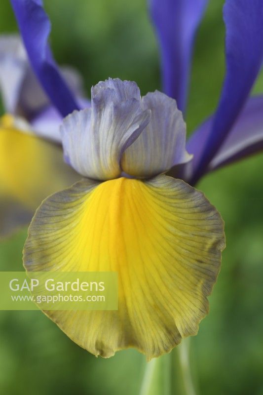 Iris  'Miss Saigon'  Dutch iris  May
