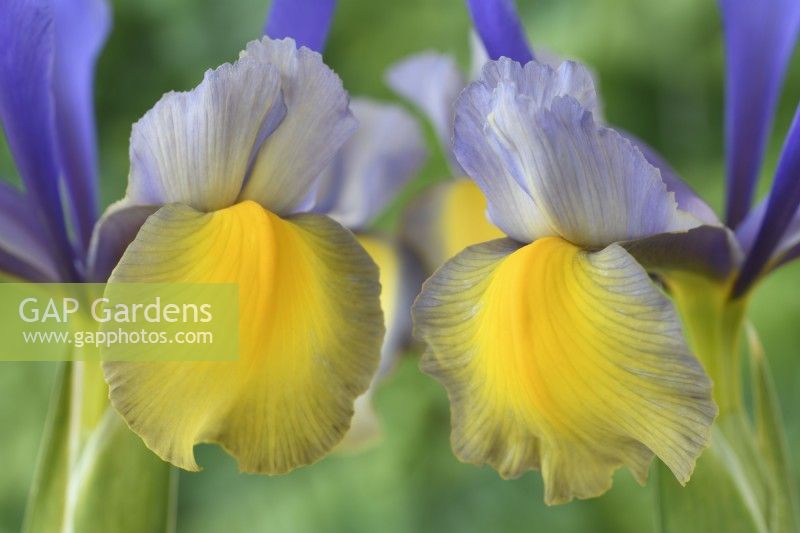 Iris  'Miss Saigon'  Dutch iris  May
