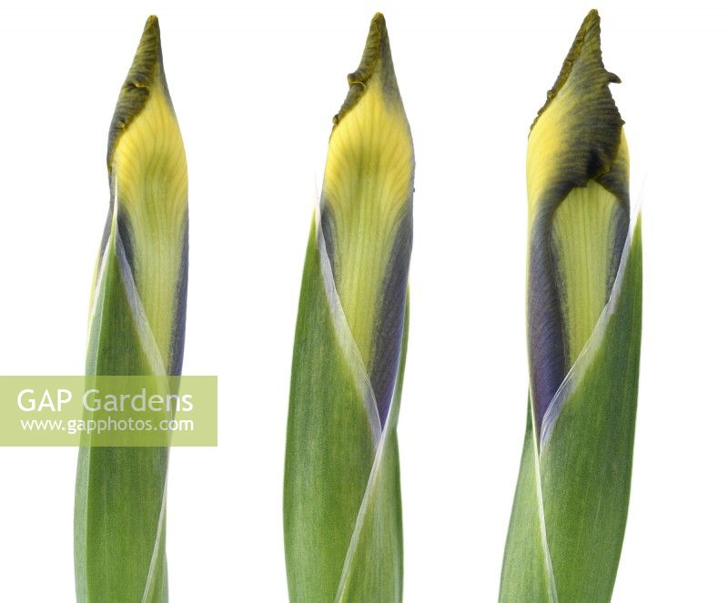 Iris  'Miss Saigon'  Dutch iris flower bud composite picture  May