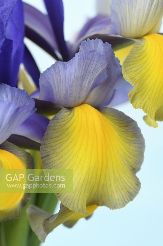 Iris  'Miss Saigon'  Dutch iris  May