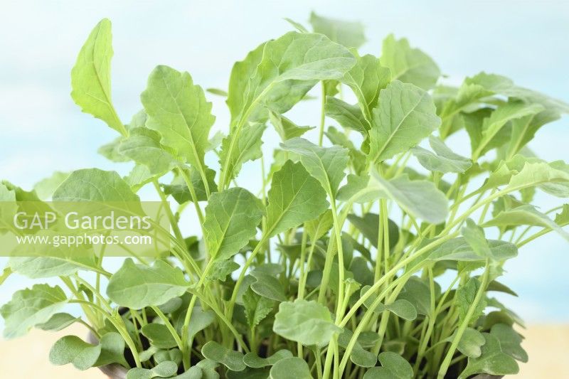 Kale  Young seedlings grown as salad leaves  May
