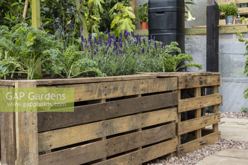 Raised bed made from recycled wooden pallets and planted with lavender and kale - The Viewer's Garden - designer Pip Probert - BBC Gardeners' World Live 2024